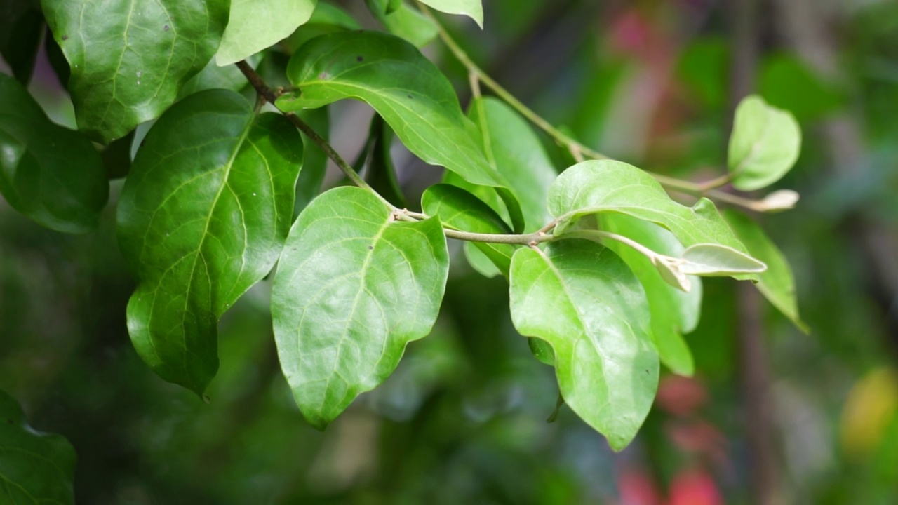 有自然背景的罗兰瑟斯。寄生植物:生长在木本树枝上的寄生植物它属于罗兰科，视频素材