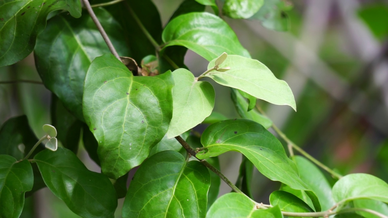 有自然背景的罗兰瑟斯。寄生植物:生长在木本树枝上的寄生植物它属于罗兰科，视频素材