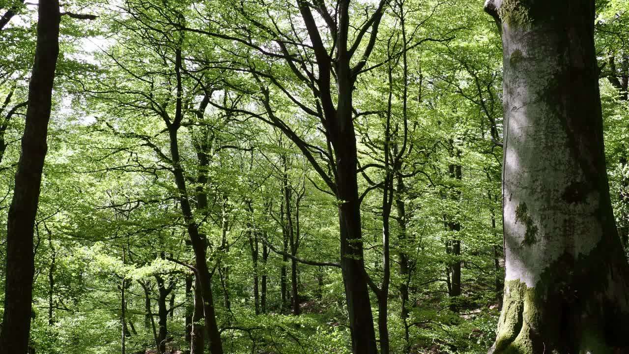 山毛榉树，在强风中吹在兰代尔山谷的林地，湖区，英国。视频素材