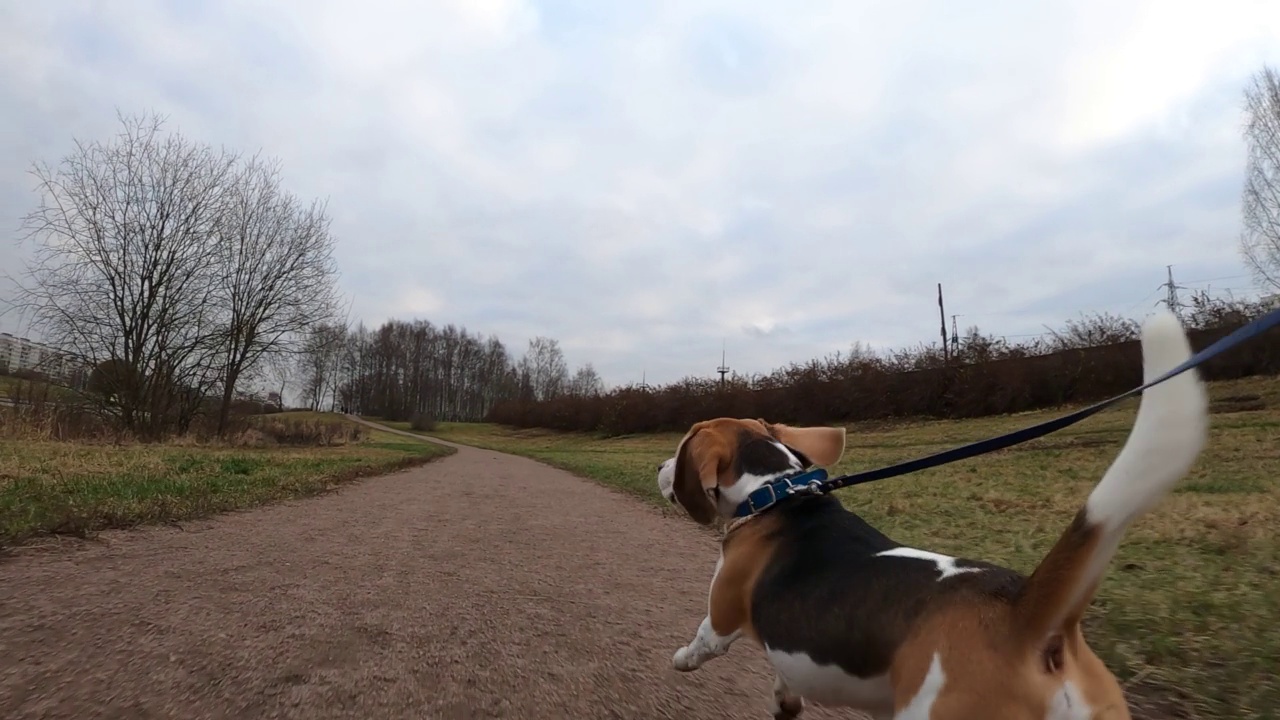 活跃的小猎犬向前跑在公园小路，稍微拉紧皮带视频素材