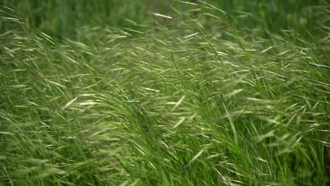 夏天的风和绿草视频素材