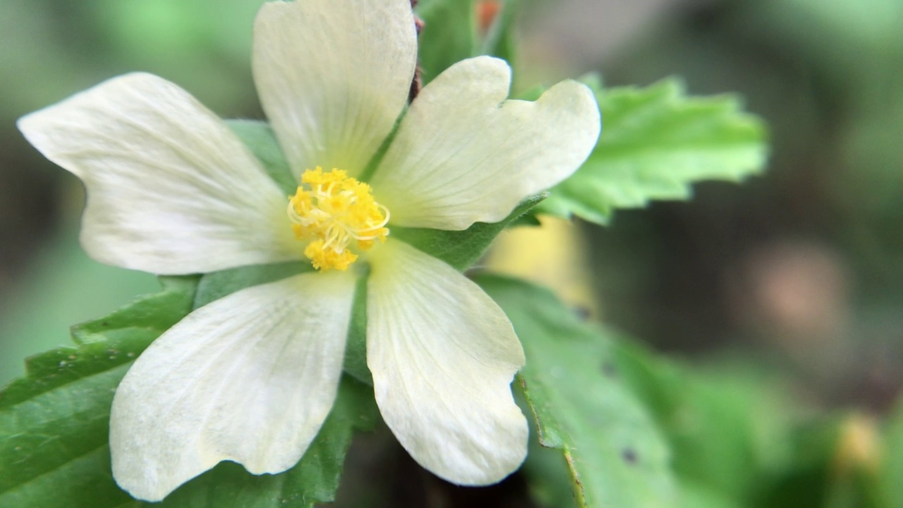 sidaguri植物的花瓣视频素材