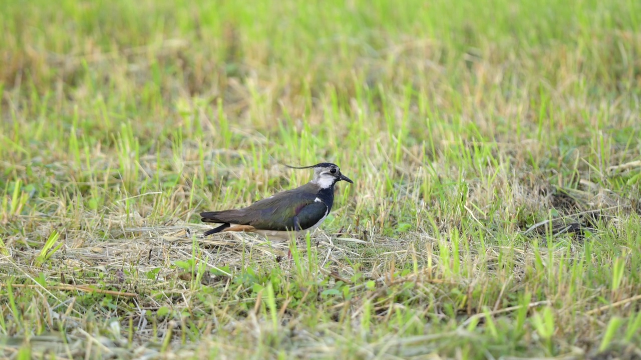 田凫(Vanellus Vanellus)，在草地上视频素材