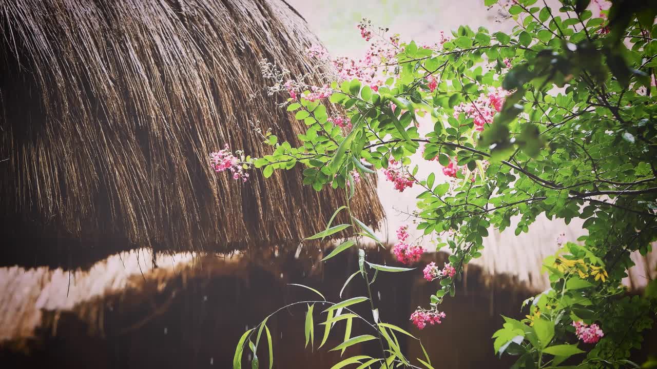 新鲜的春雨落在小檗花和茅草屋顶上视频素材