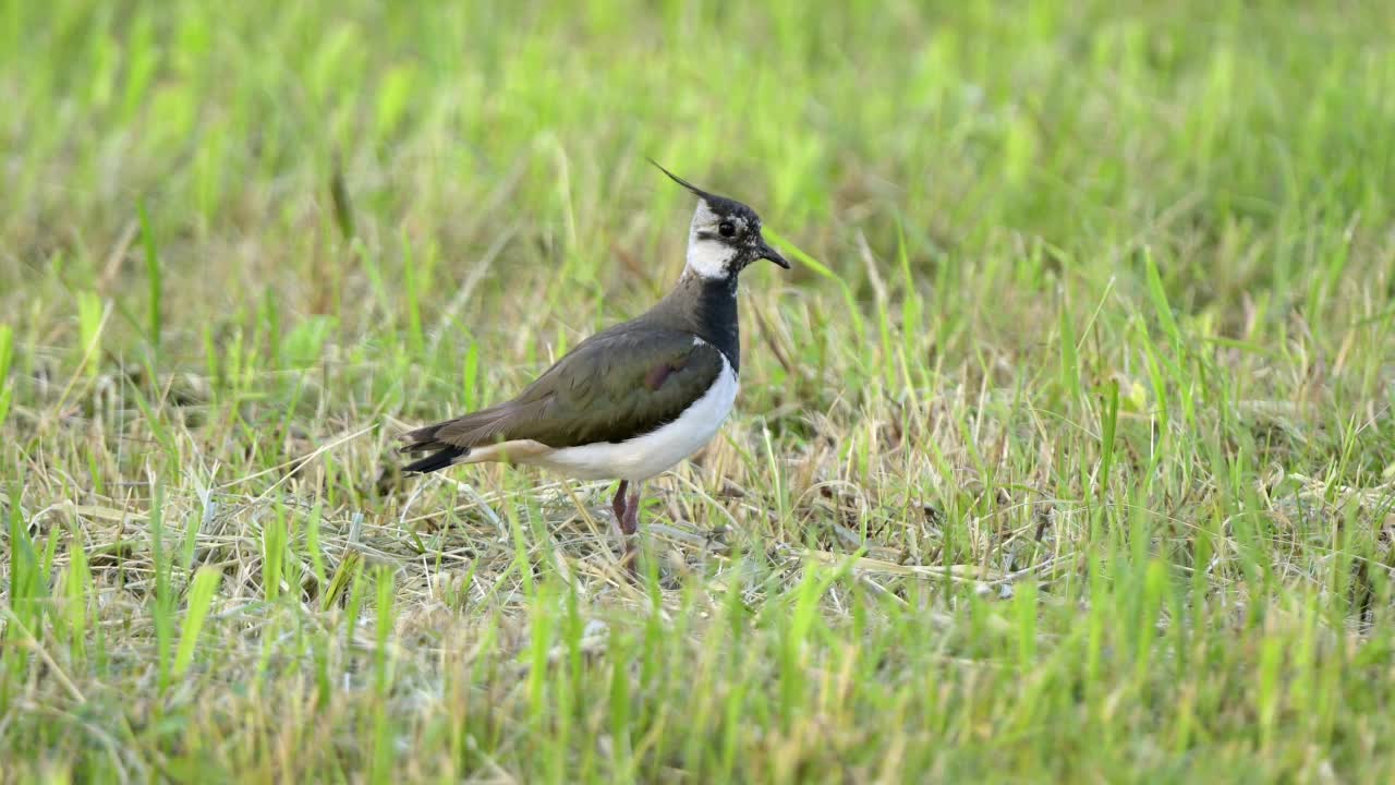 田凫(Vanellus Vanellus)，在草地上视频素材