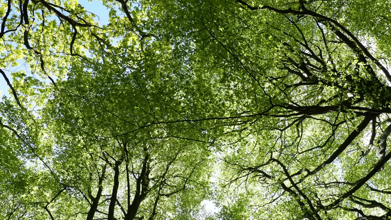 山毛榉树，在强风中吹在兰代尔山谷的林地，湖区，英国。视频素材