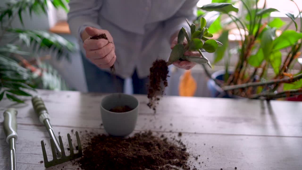 一个快乐的女人享受在家的时光，她用一个喷壶给她的一株植物浇水。视频素材