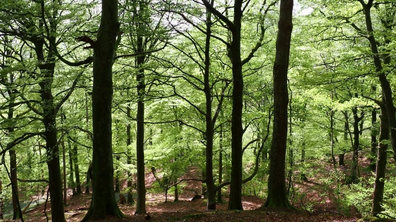 山毛榉树，在强风中吹在兰代尔山谷的林地，湖区，英国。视频素材