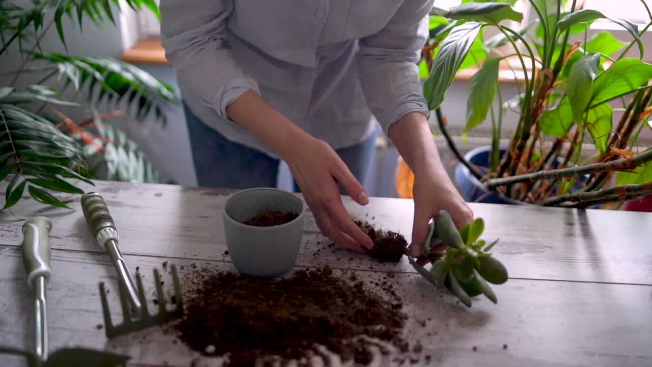 一个快乐的女人享受在家的时光，她用一个喷壶给她的一株植物浇水。视频素材