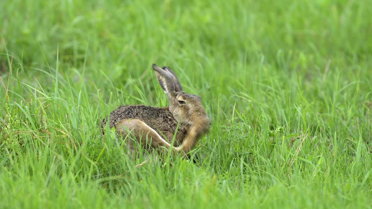 草原上的欧洲褐兔(Lepus europaeus)视频素材