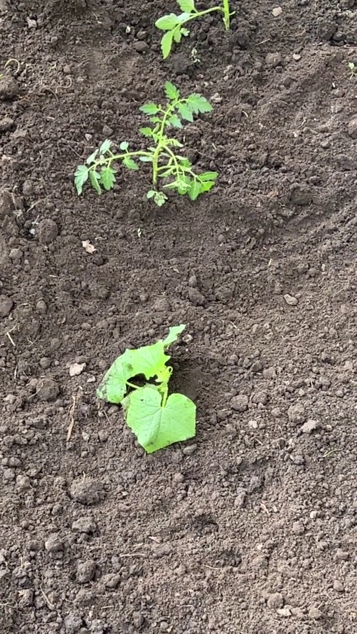 在花园里种番茄苗。视频素材