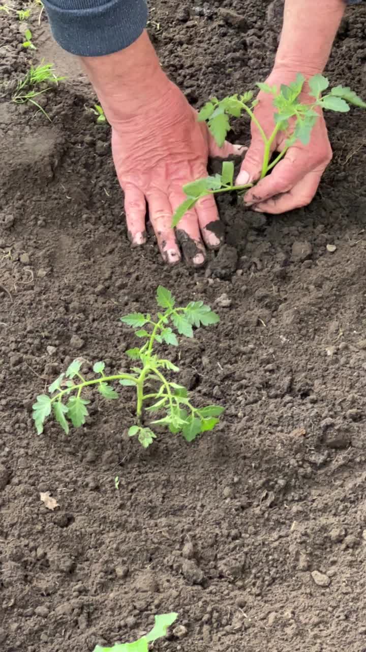 在花园里种番茄苗。视频素材