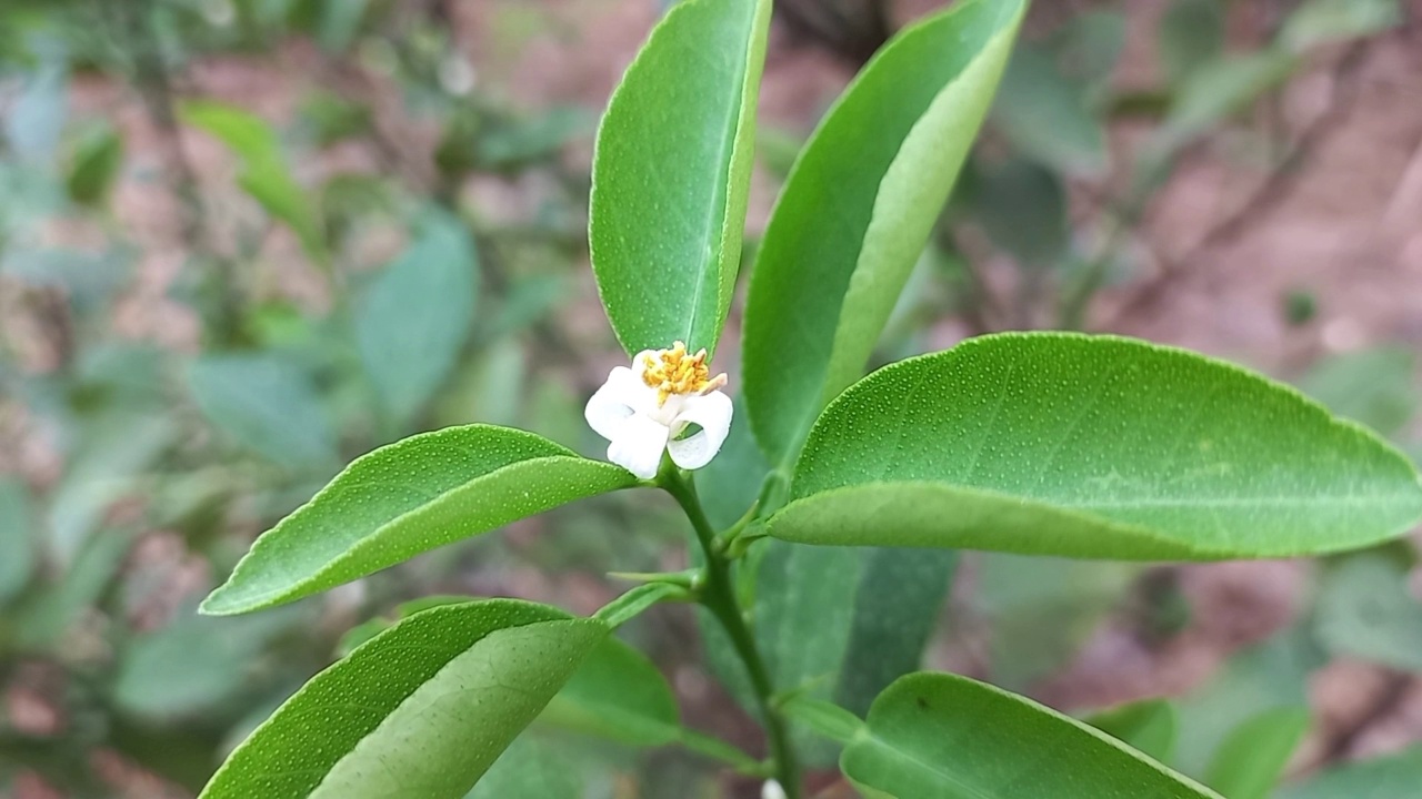 柠檬花视频素材