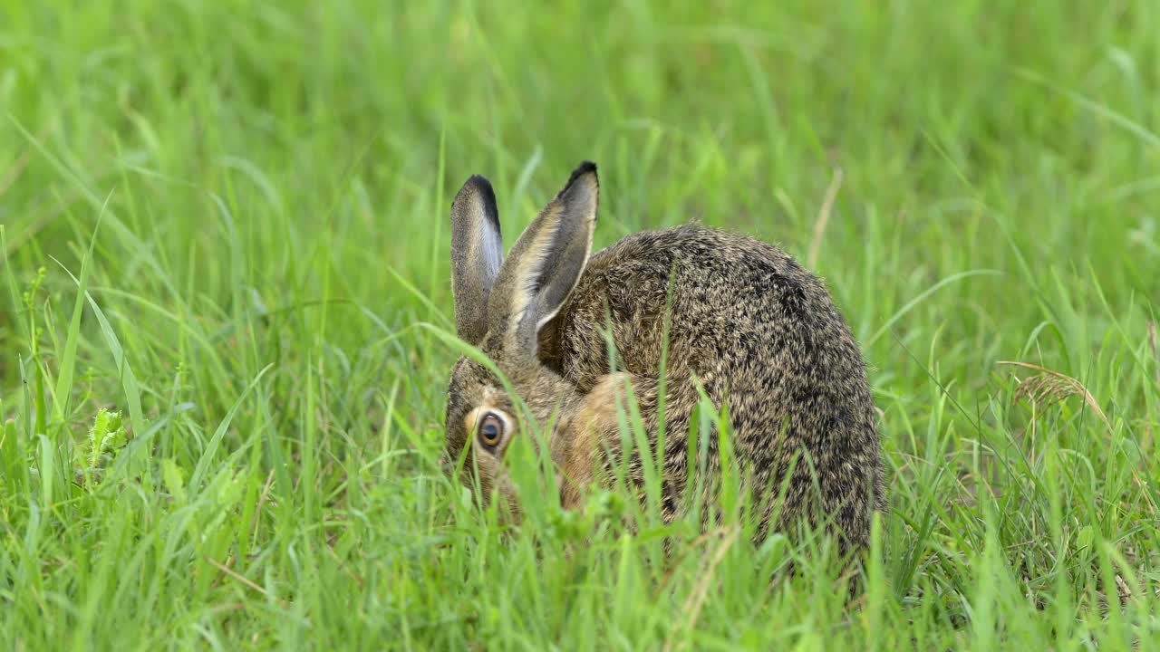 草原上的欧洲褐兔(Lepus europaeus)视频素材