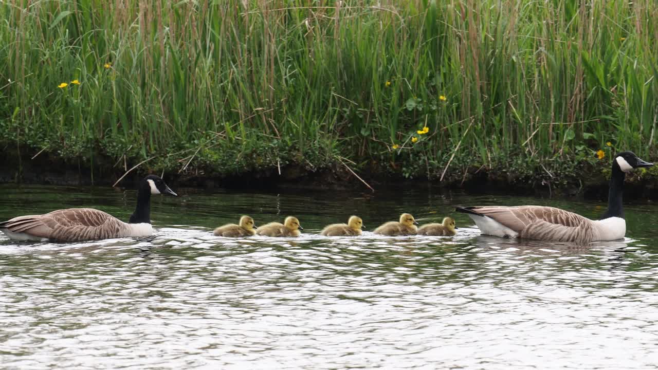 加拿大鹅，Branta canadensis，带着小鹅，在Brathay河，安布尔赛德，湖区，英国。视频素材