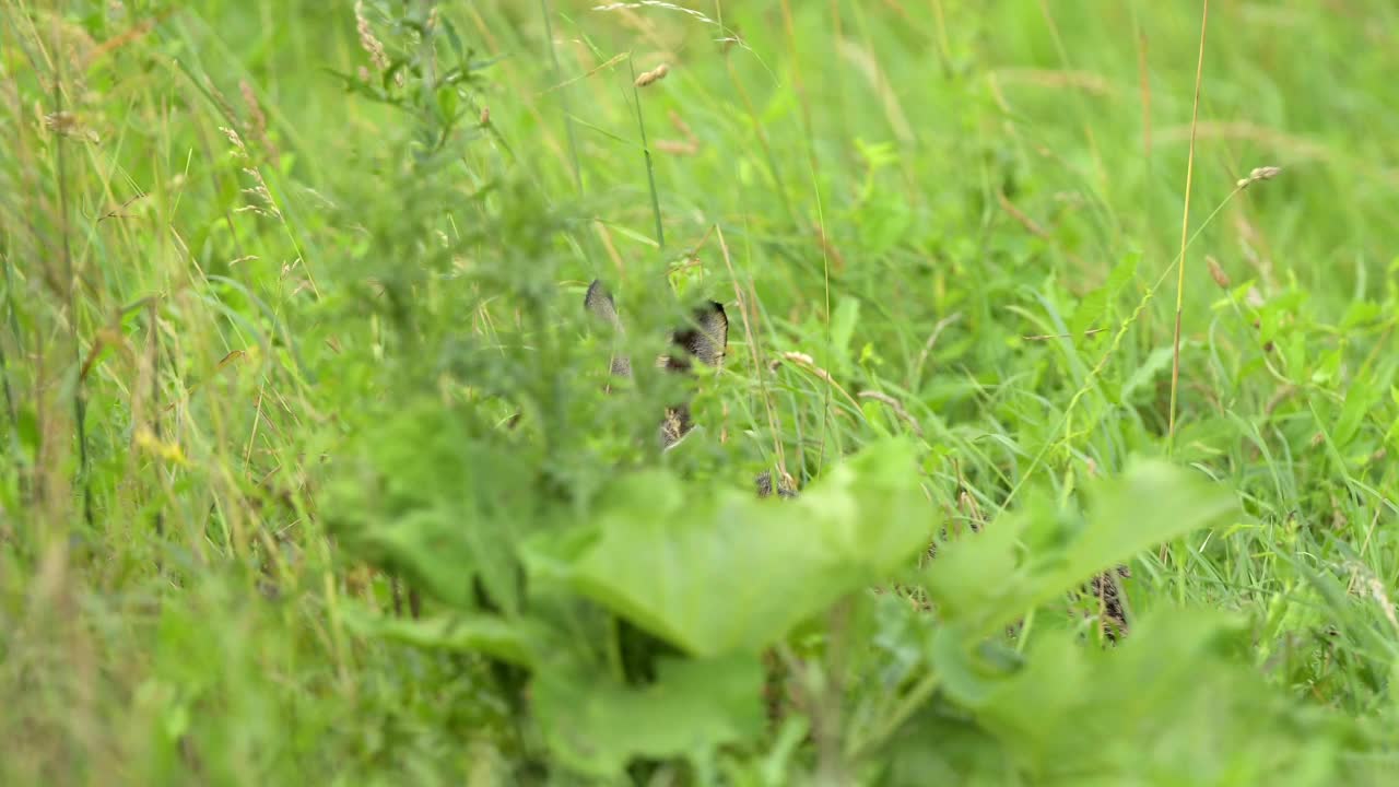 草原上的欧洲褐兔(Lepus europaeus)视频素材