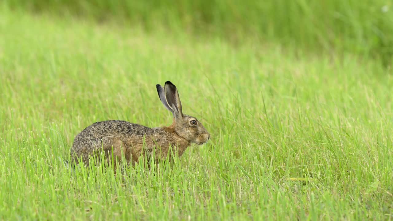 草原上的欧洲褐兔(Lepus europaeus)视频素材