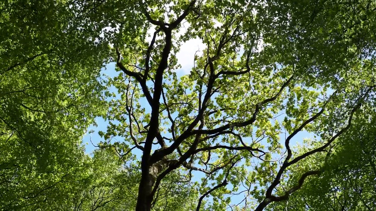 一棵橡树和山毛榉树，在强风中吹在兰代尔山谷的林地，湖区，英国。视频素材