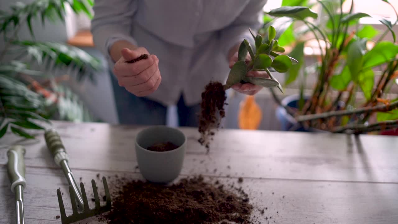 一个快乐的女人享受在家的时光，她用一个喷壶给她的一株植物浇水。视频素材