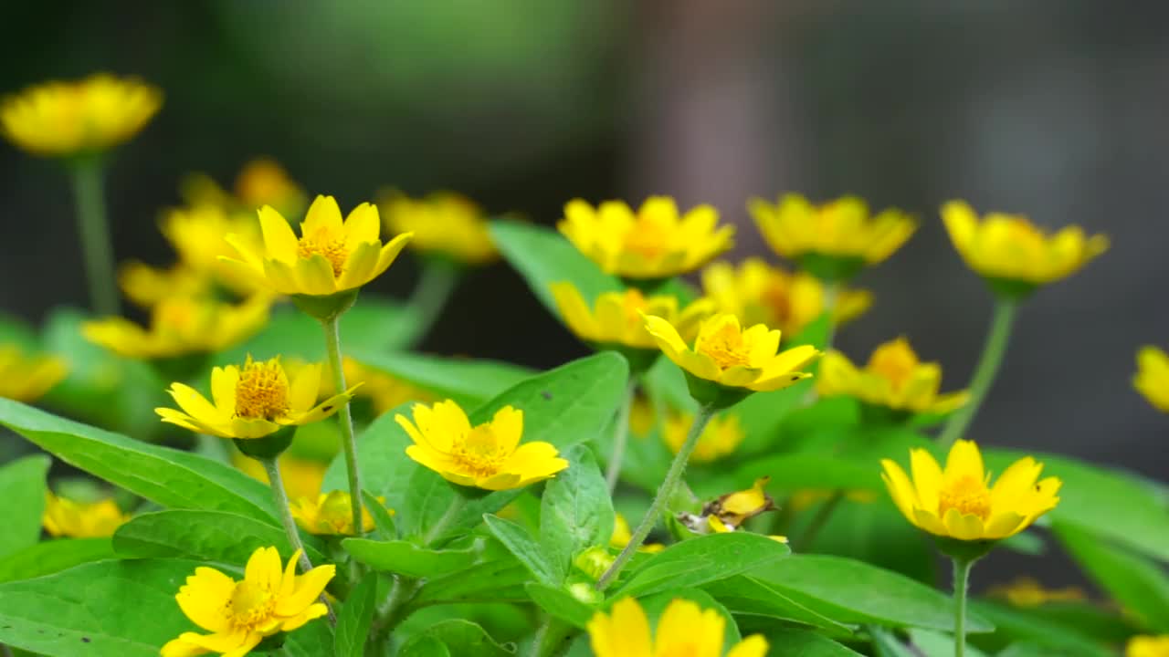 在自然界中，蜜环菊(又称金冠菊、牛棚菊、金冠菊)视频素材