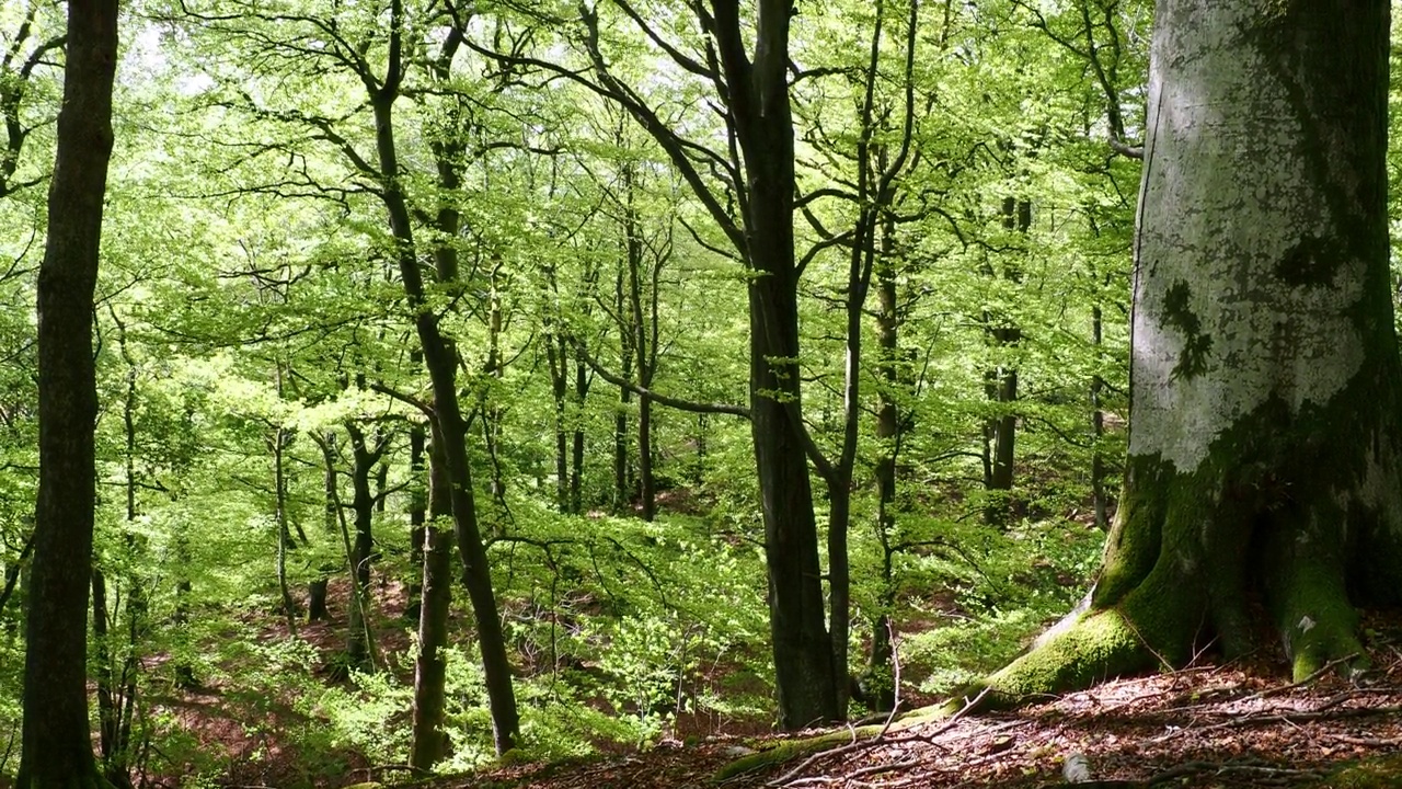 山毛榉树，在强风中吹在兰代尔山谷的林地，湖区，英国。视频素材