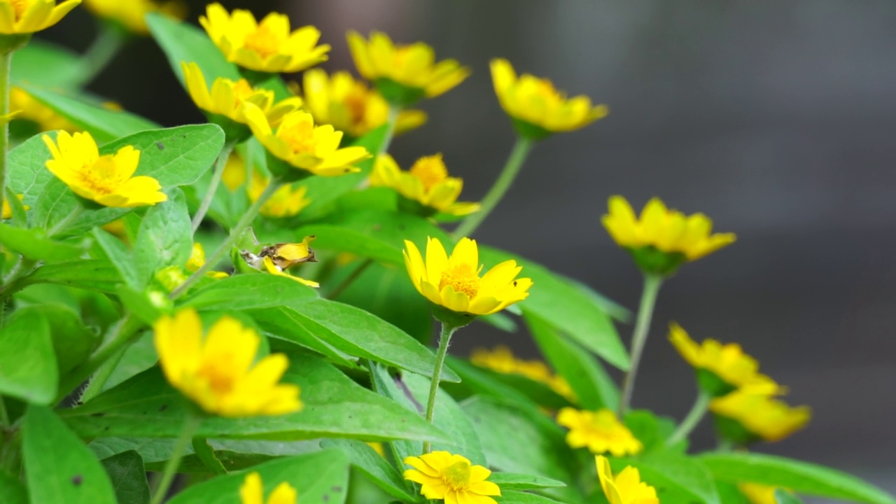 在自然界中，蜜环菊(又称金冠菊、牛棚菊、金冠菊)视频素材