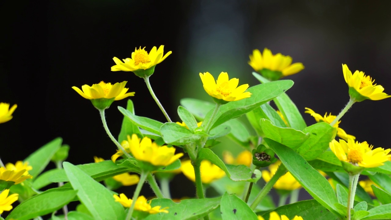 在自然界中，蜜环菊(又称金冠菊、牛棚菊、金冠菊)视频素材