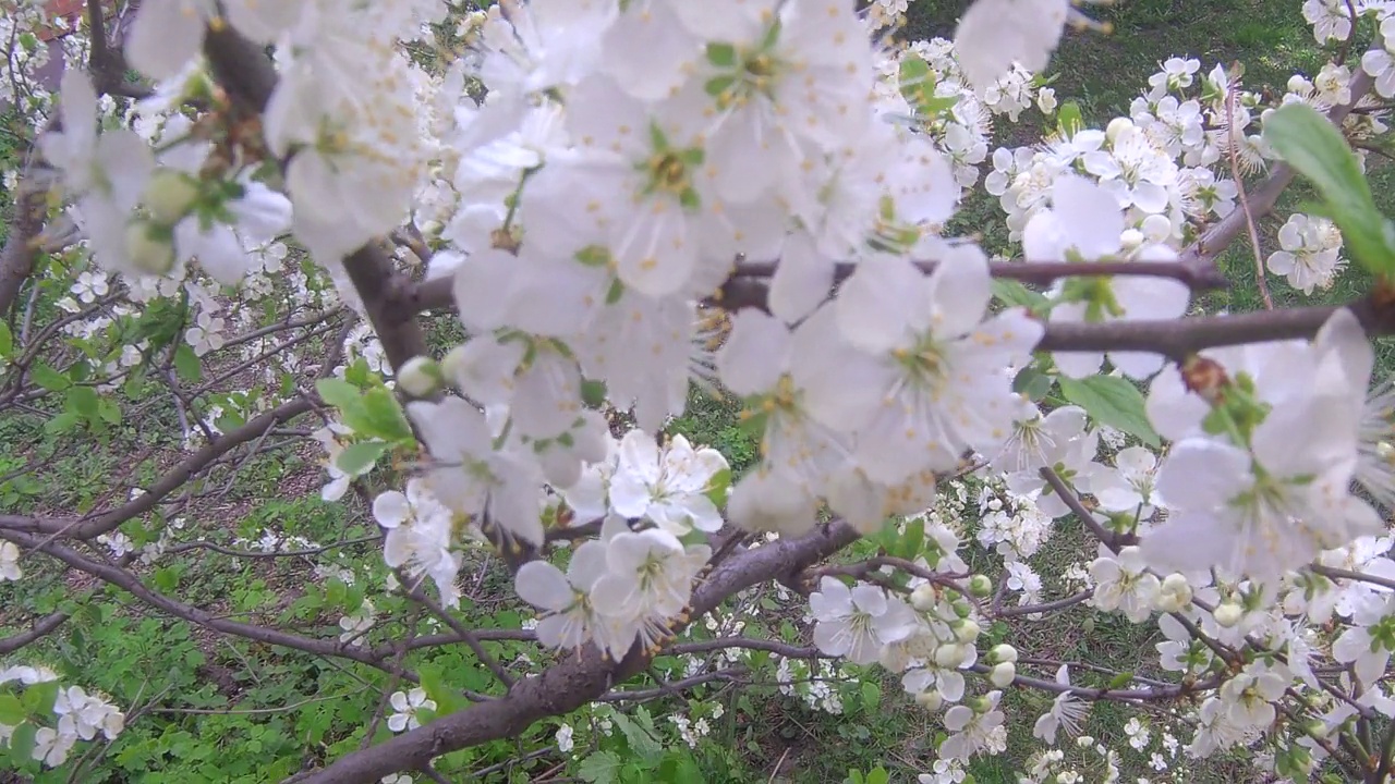 苹果花视频素材