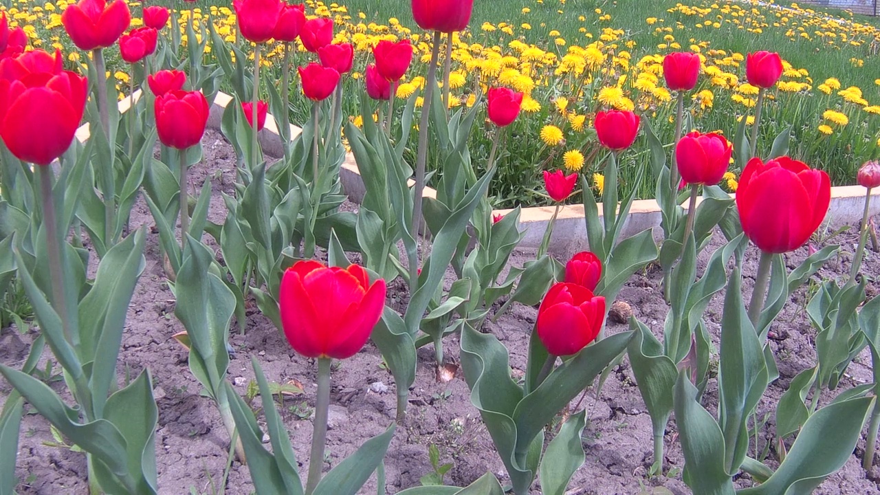 郁金香开花视频素材