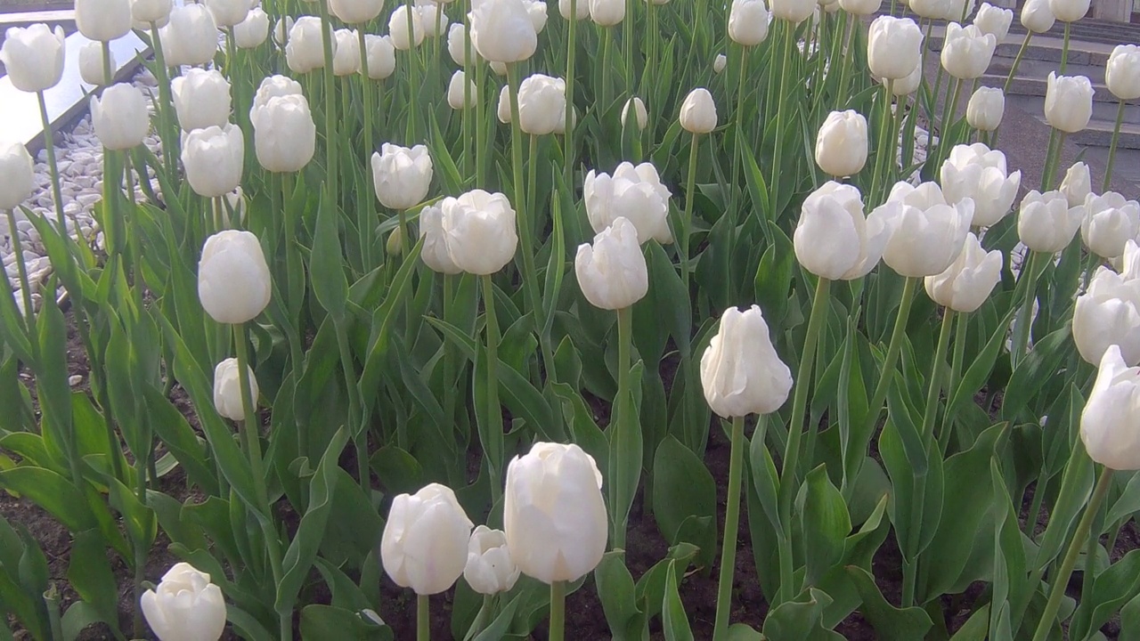 郁金香开花视频素材