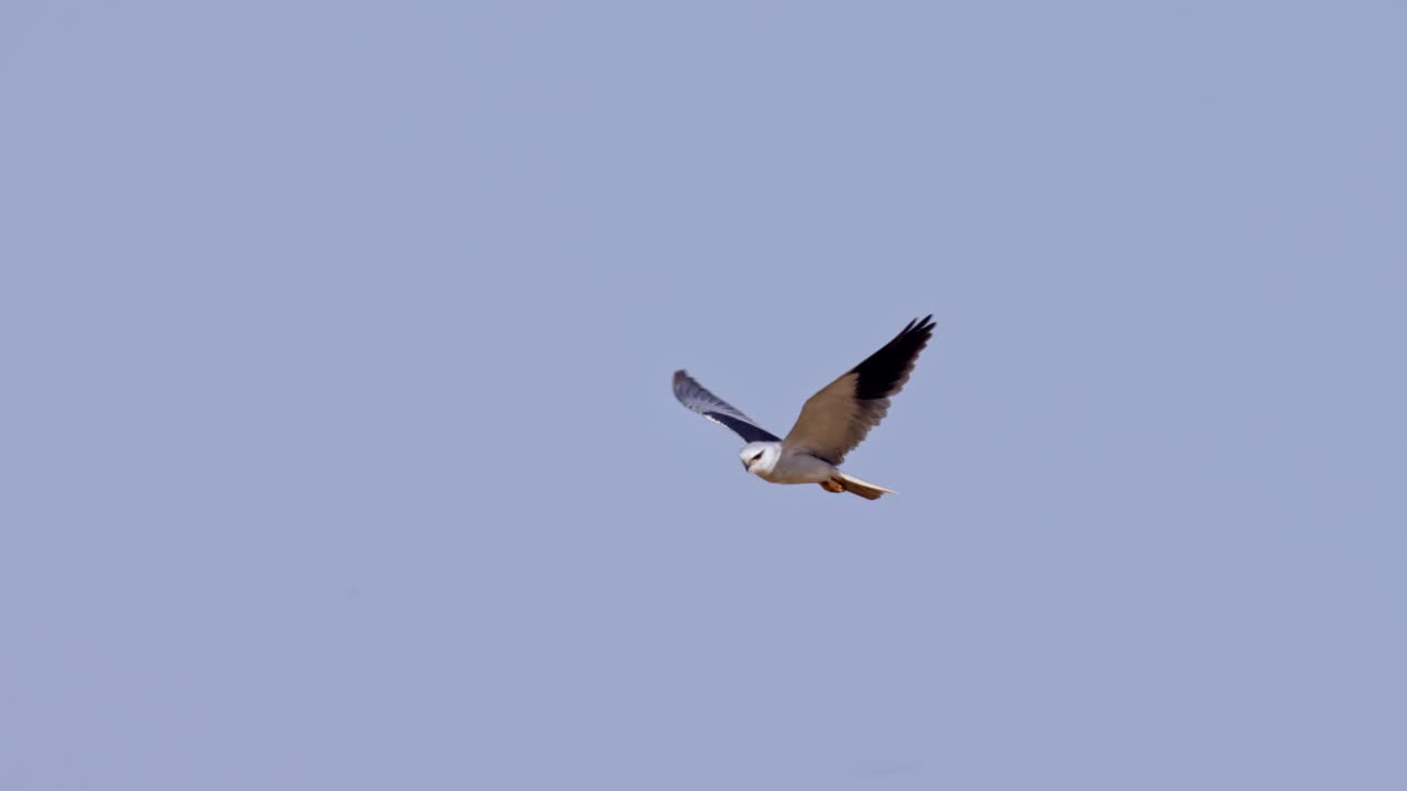 黑翼风筝(Elanus caeruleus)，也被称为黑肩风筝视频素材