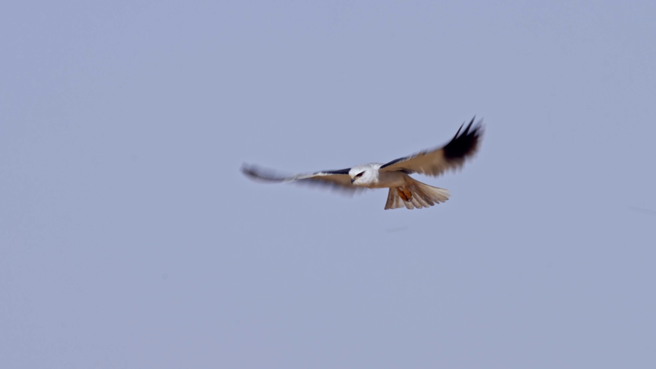 黑翼风筝(Elanus caeruleus)，也被称为黑肩风筝视频素材