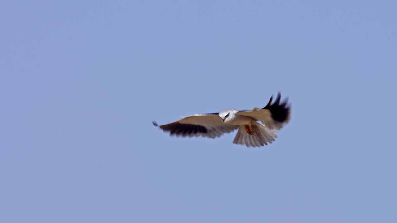 黑翼风筝(Elanus caeruleus)，也被称为黑肩风筝视频素材