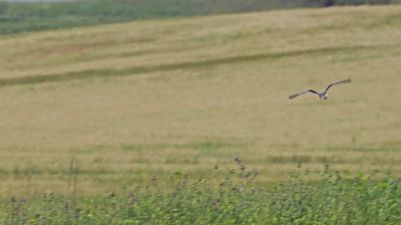 黑翼风筝(Elanus caeruleus)，也被称为黑肩风筝视频素材