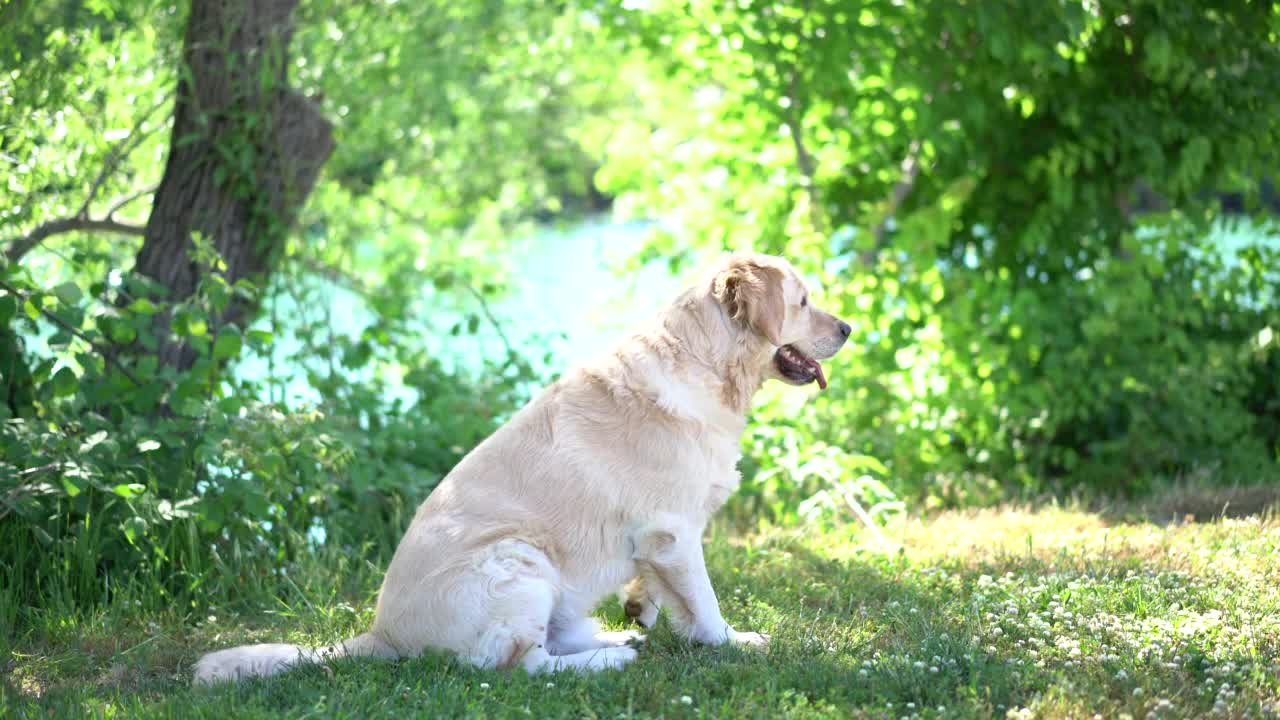 躺在草地上的金毛猎犬视频素材