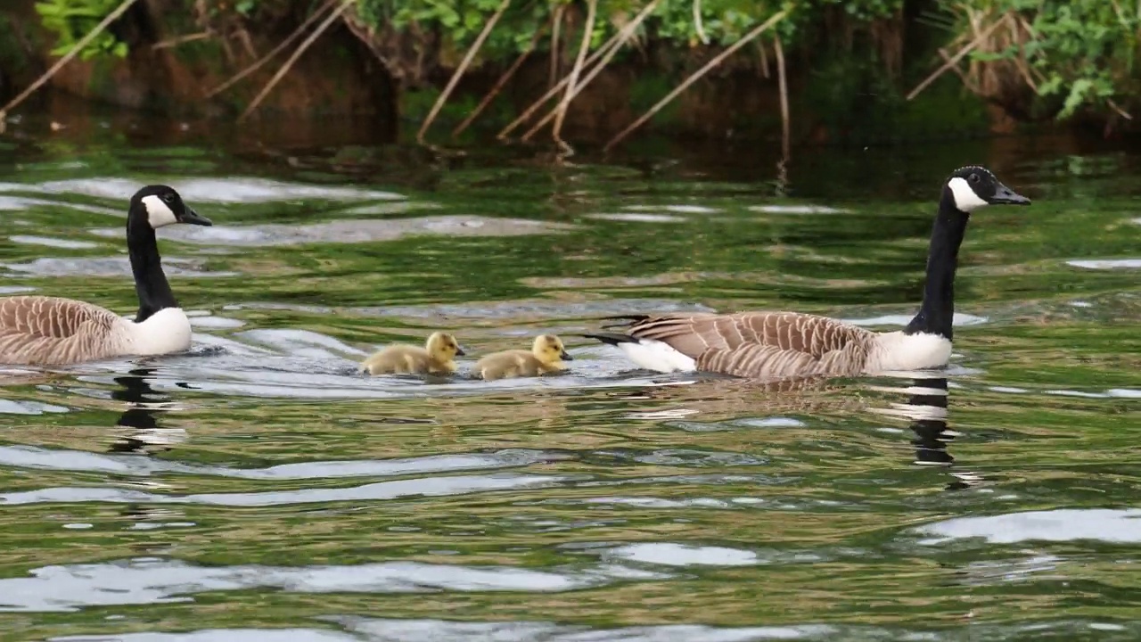 加拿大鹅，Branta canadensis，带着小鹅，在Brathay河，安布尔赛德，湖区，英国。视频素材