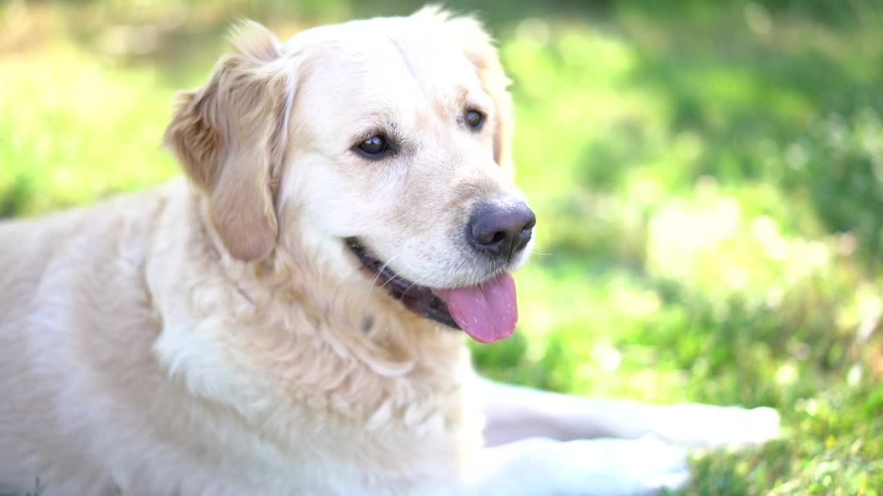 图为躺在草地上的金毛猎犬视频素材