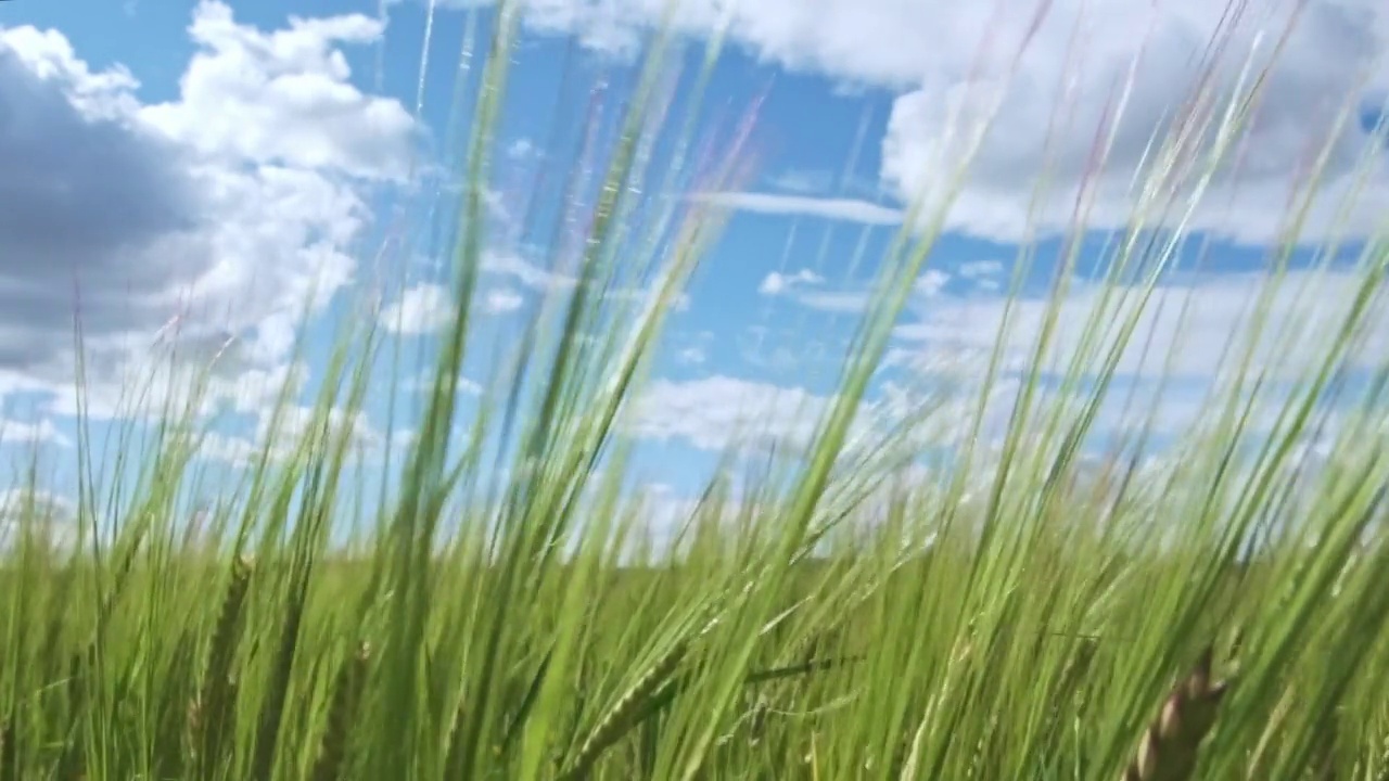 麦穗在风中移动的特写视频素材