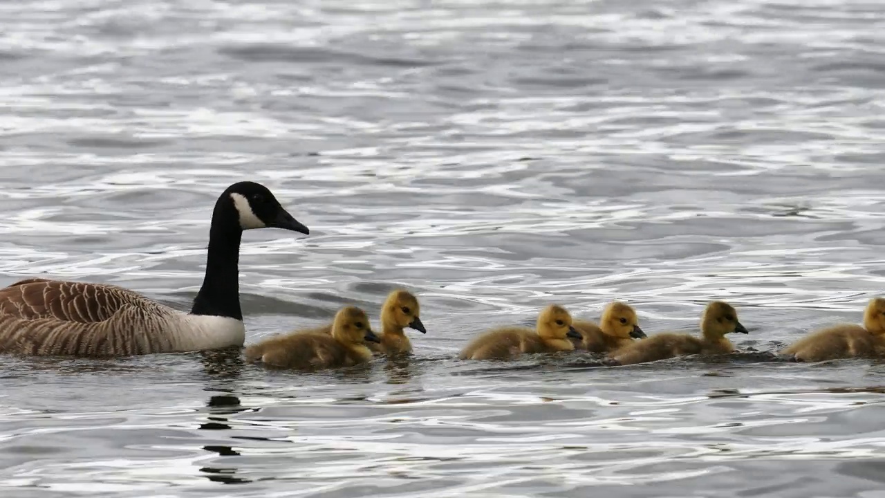 加拿大鹅，Branta canadensis，带着小鹅，在Brathay河，安布尔赛德，湖区，英国。视频素材