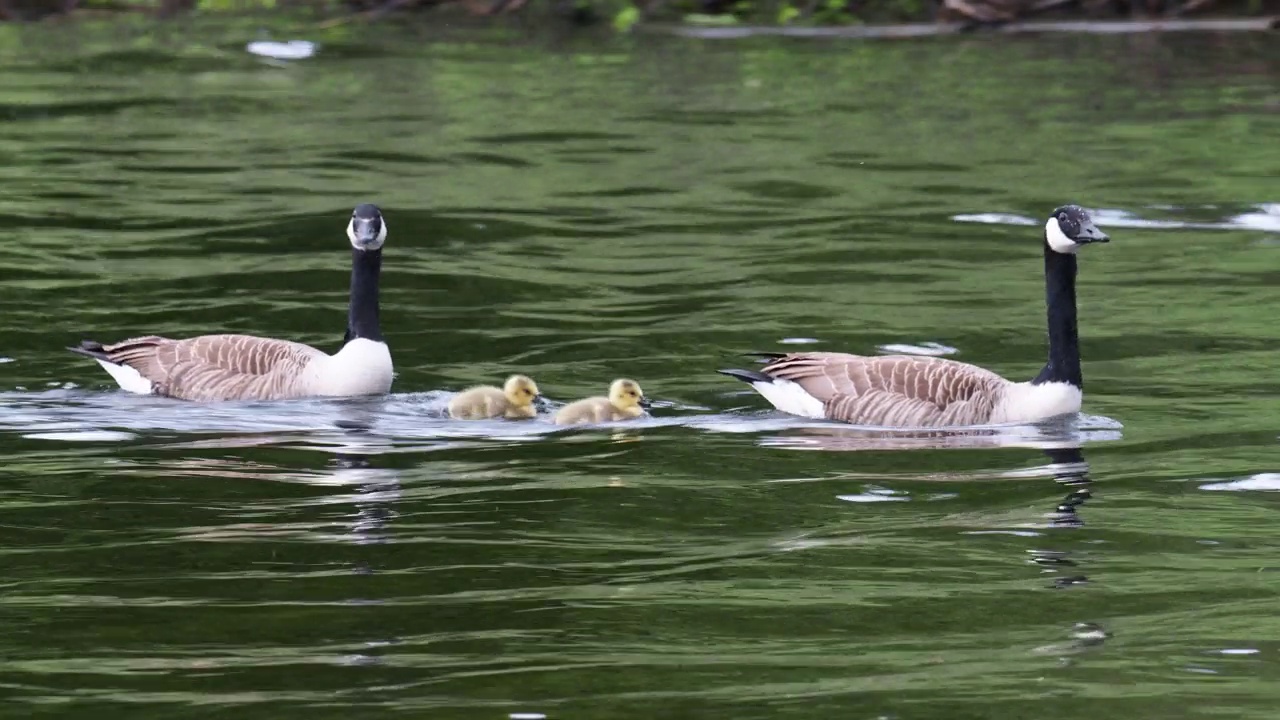 加拿大鹅，Branta canadensis，带着小鹅，在Brathay河，安布尔赛德，湖区，英国。视频素材