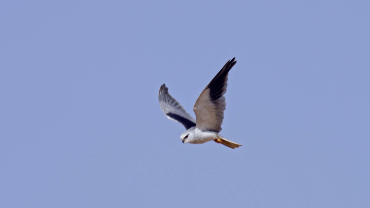 黑翼风筝(Elanus caeruleus)，也被称为黑肩风筝视频素材