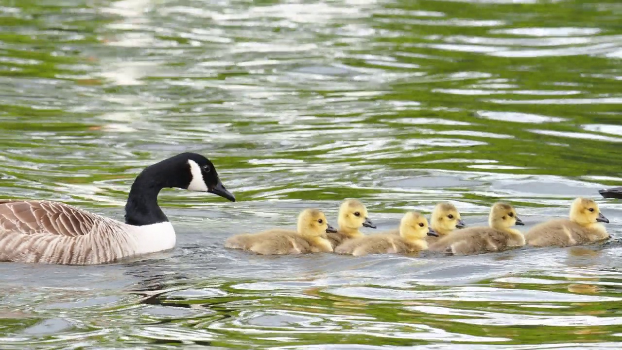 加拿大鹅，Branta canadensis，带着小鹅，在Brathay河，安布尔赛德，湖区，英国。视频素材