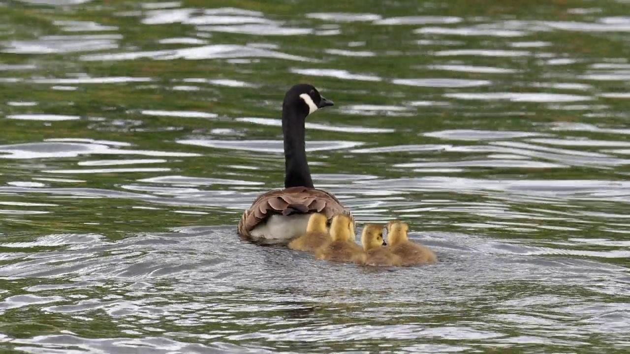 加拿大鹅，Branta canadensis，带着小鹅，在Brathay河，安布尔赛德，湖区，英国。视频素材