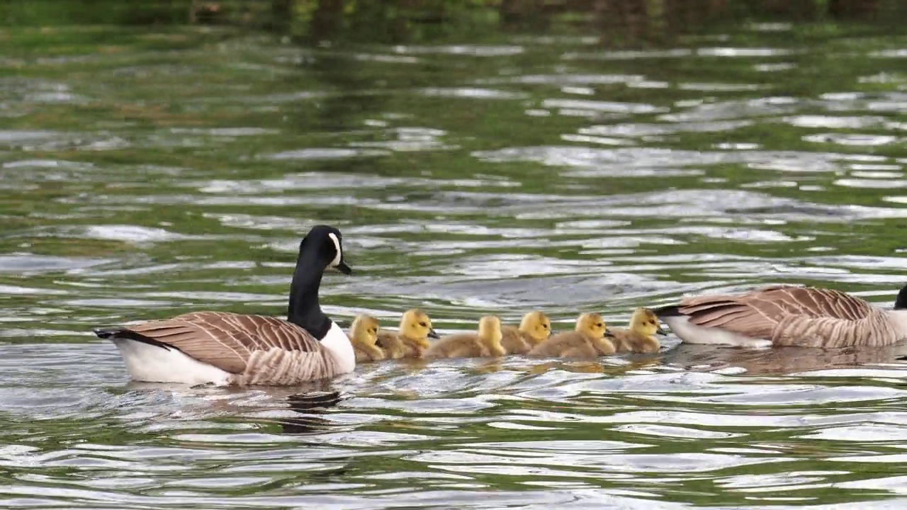 加拿大鹅，Branta canadensis，带着小鹅，在Brathay河，安布尔赛德，湖区，英国。视频素材