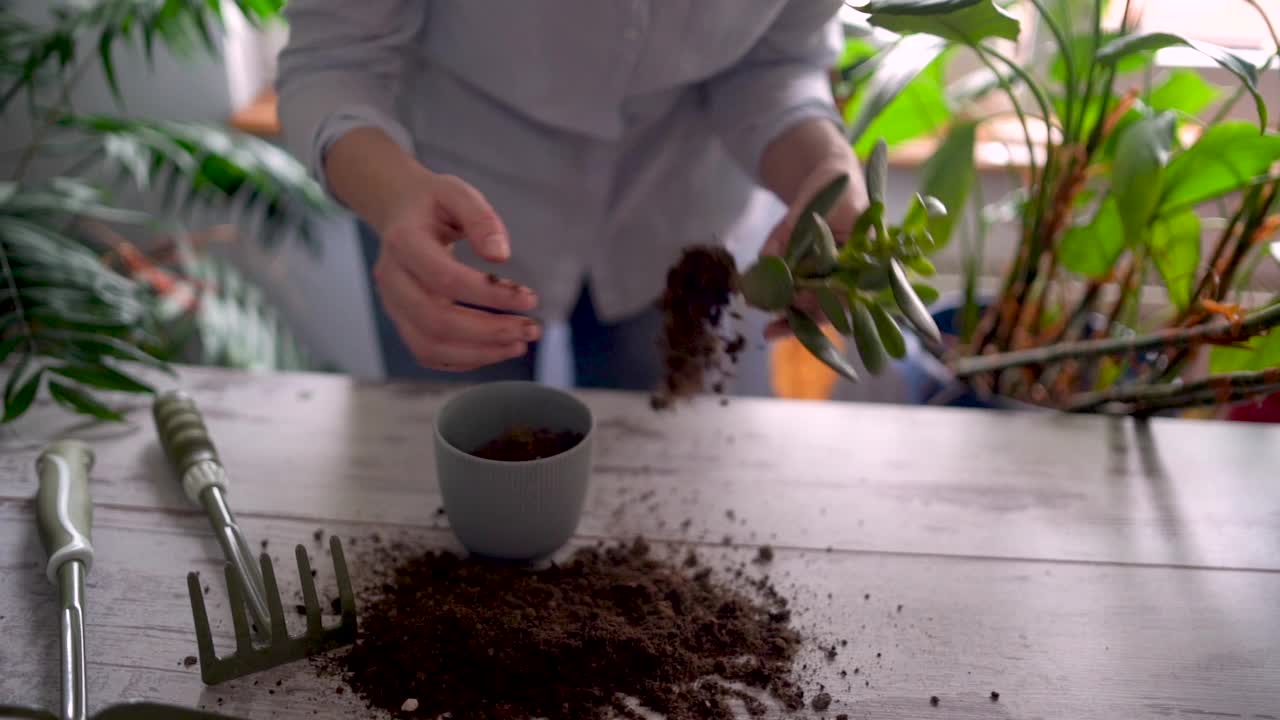 一个快乐的女人享受在家的时光，她用一个喷壶给她的一株植物浇水。视频素材