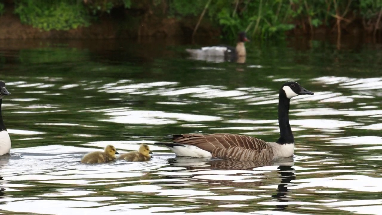 加拿大鹅，Branta canadensis，带着小鹅，在Brathay河，安布尔赛德，湖区，英国。视频素材