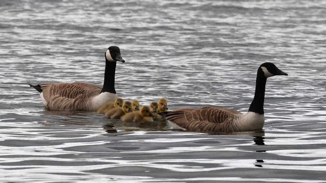 加拿大鹅，Branta canadensis，带着小鹅，在Brathay河，安布尔赛德，湖区，英国。视频素材