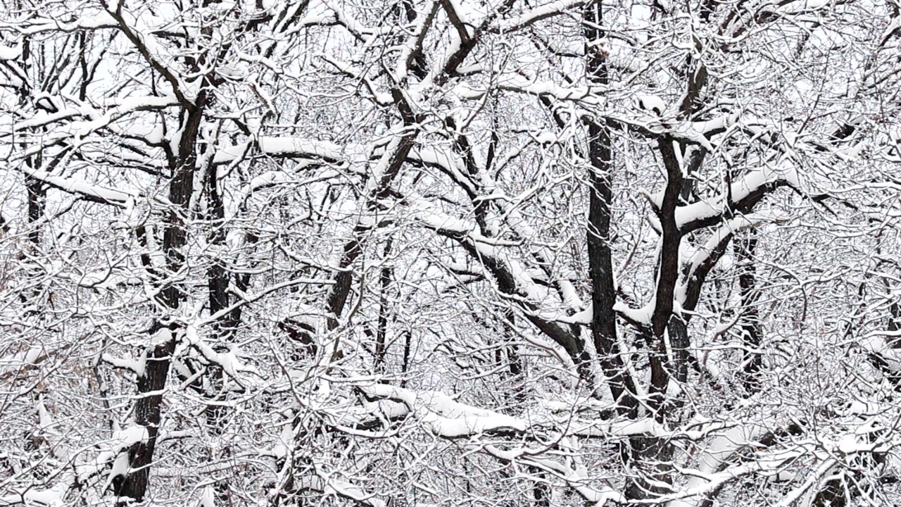 树上的雪视频素材