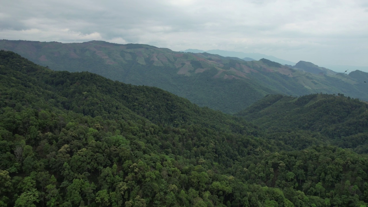 空中景观的绿化，热带雨林，山脉和鸟类飞越天空由无人机视频素材