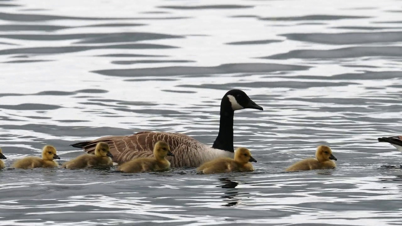 加拿大鹅，Branta canadensis，带着小鹅，在Brathay河，安布尔赛德，湖区，英国。视频素材